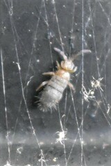 Entomobrya unostrigata