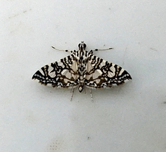 Glyphodes onychinalis