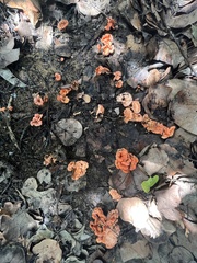 Cantharellus coccolobae