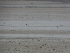 Charadrius hiaticula