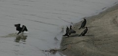 Phalacrocorax carbo