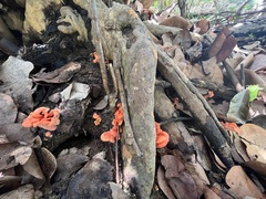 Cantharellus coccolobae