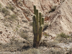 Trichocereus atacamensis