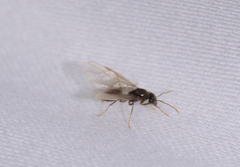 Lasius