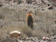 Trichocereus atacamensis