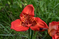 Tigridia pavonia