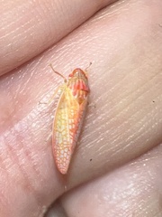 Gyponana gladia