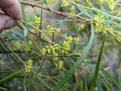 Eucalyptus pulchella