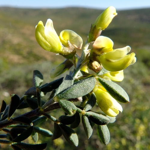 Onewing Pennypea (Wiborgia monoptera)