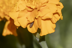 Acmaeodera