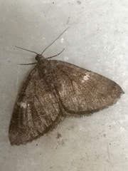 Larentia malvata