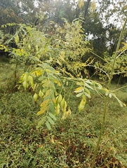 Sesbania vesicaria