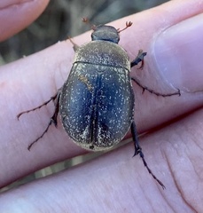 Phyllophaga lanceolata