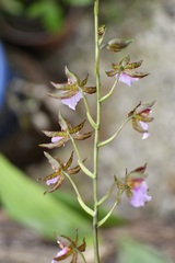 Rhynchostele bictoniensis