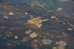 Membranipora membranacea