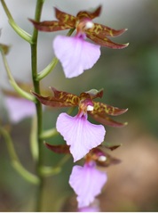 Rhynchostele bictoniensis