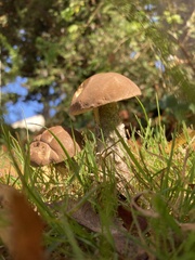 Leccinum scabrum