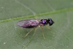 Sarginae