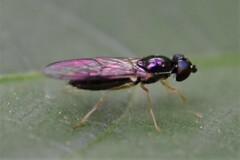 Sarginae