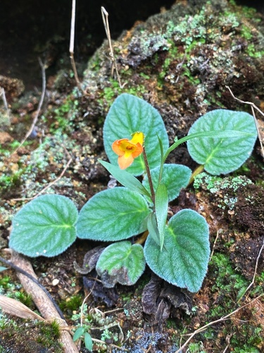 Oreocharis dasyantha
