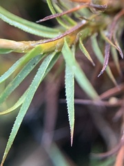 Polytrichastrum alpinum