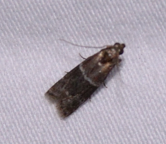 Moodna ostrinella