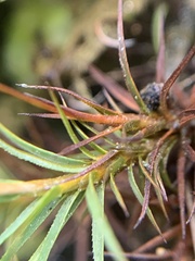 Polytrichastrum alpinum