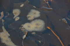 Membranipora membranacea