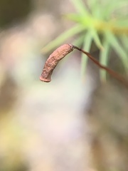 Polytrichastrum alpinum