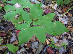Aegopodium podagraria