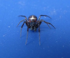 Steatoda borealis