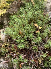 Polytrichastrum alpinum