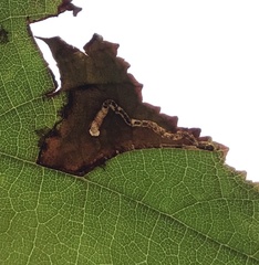 Stigmella betulicola