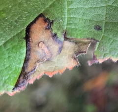 Stigmella betulicola