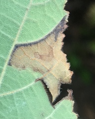 Stigmella betulicola