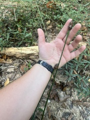 Xyris laxifolia