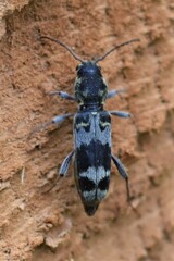 Xylotrechus colonus