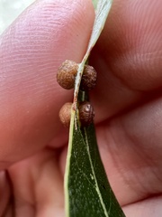 Polystepha symmetrica