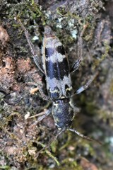 Xylotrechus colonus