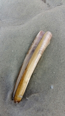 Ensis