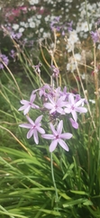 Tulbaghia violacea