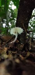 Cystolepiota