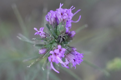 Liatris punctata mucronata