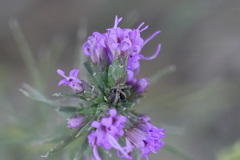 Liatris punctata mucronata