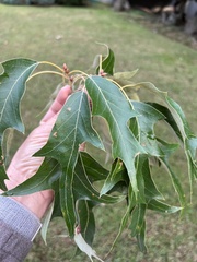 Polystepha symmetrica