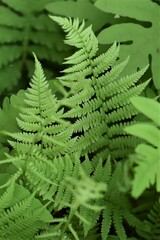Athyrium asplenioides