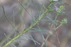 Liatris punctata mucronata