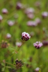 Trifolium variegatum