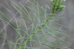 Liatris punctata mucronata