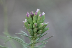 Liatris punctata mucronata